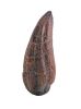 233. Velociraptor Foot Claw ### JURASSIC PARK (1993)