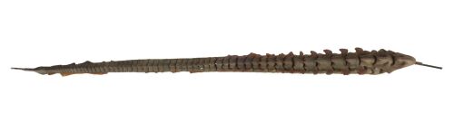 455. Royal Facehugger Tail ### ALIEN3 (1992)