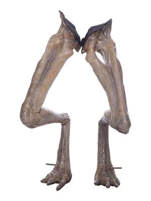 458. Pair of Newborn Legs ### ALIEN RESURRECTION (1997)