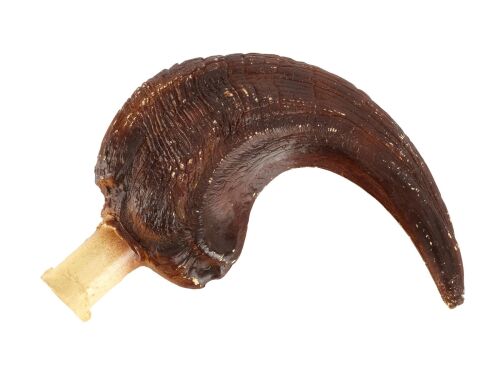 854. Velociraptor Pre-Production Paint Test Claw ### JURASSIC PARK (1993)