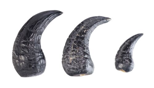 858. Set of Three Dilophosaurus Claws ### JURASSIC PARK (1993)