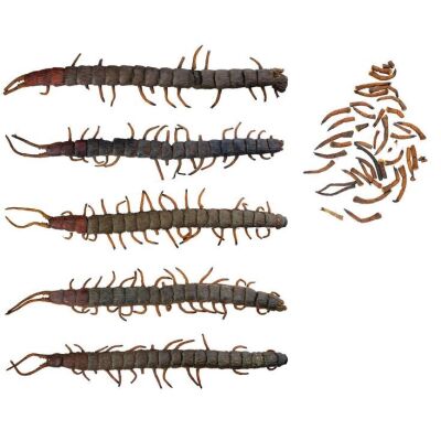430. Set of Five Giant Centipede Dummies ### NAKED LUNCH (1991)