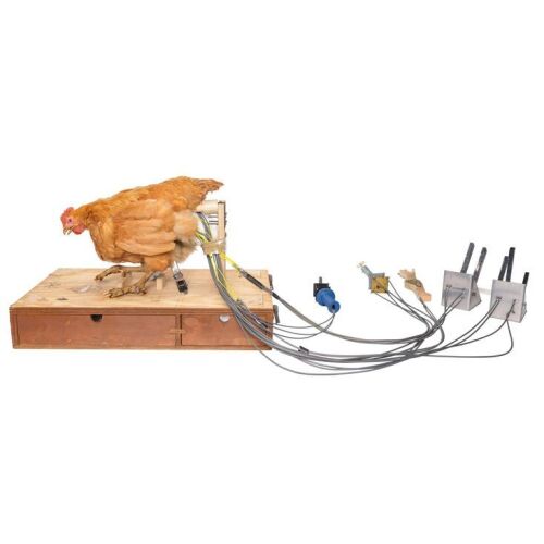 292. Billina the Chicken (Denise Bryer/Mak Wilson) Animatronic Puppet with Cables and Accessories ### RETURN TO OZ (1985)