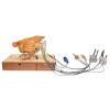 292. Billina the Chicken (Denise Bryer/Mak Wilson) Animatronic Puppet with Cables and Accessories ### RETURN TO OZ (1985)