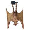 768. Planet Hollywood Collection: Vampire Bat Puppet ### FROM DUSK TILL DAWN (1996)