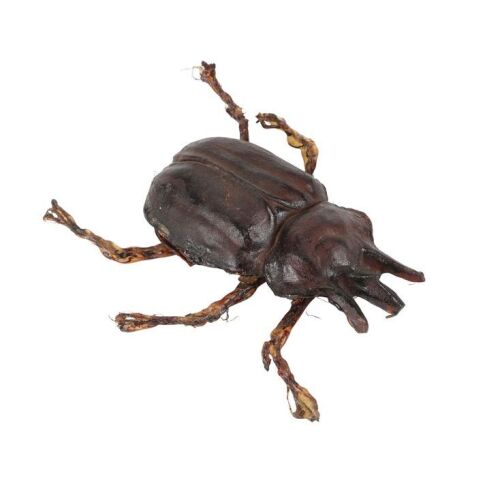 879. Pankot Palace Banquet Beetle ### INDIANA JONES AND THE TEMPLE OF DOOM (1984)