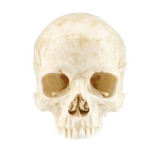 619. Hero Skull ### DJANGO UNCHAINED (2012)