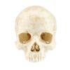 619. Old Ben's Skull ### DJANGO UNCHAINED (2012)