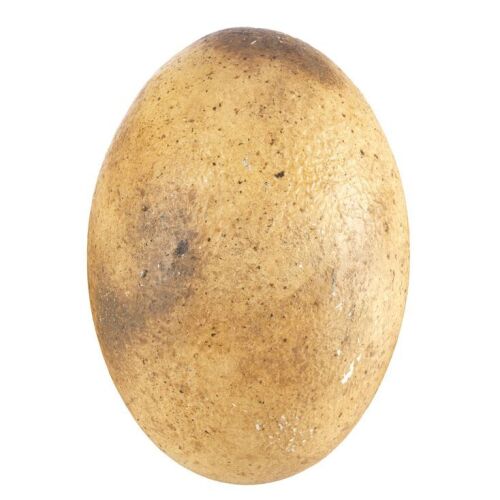 921. Dinosaur Egg ### JURASSIC WORLD: FALLEN KINGDOM (2018)