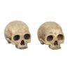 1127. Pair of the Western Woods Crone's (Miranda Richardson) Cave Skulls ### SLEEPY HOLLOW (1999)