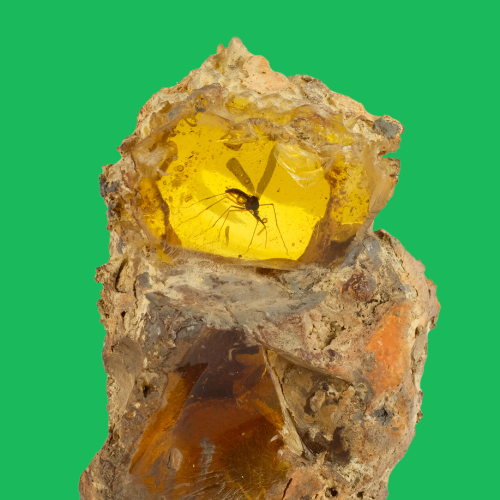 TEST LOT - PLEASE TEST YOUR BID BUTTON NOW