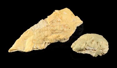 Lot # 726 - 2 Krayt Dragon Bone Pieces
